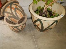 A set of three matching planters, COLLECT ONLY.