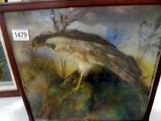 Taxidermy - a cased falcon, COLLECT ONLY.
