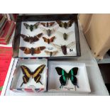 Quantity of taxidermy butterfly's and Cicada