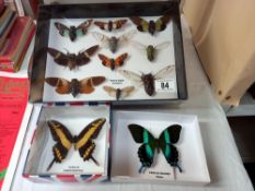 Quantity of taxidermy butterfly's and Cicada