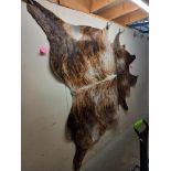 A large skin of Wildebeest/Antelope COLLECT ONLY