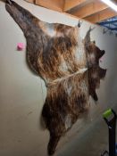 A large skin of Wildebeest/Antelope COLLECT ONLY