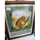 Taxidermy - a framed and glazed squirrel, COLLECT ONLY.