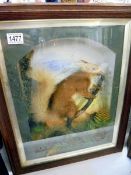 Taxidermy - a framed and glazed squirrel, COLLECT ONLY.
