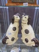 A pair of plaster Staffordshire spaniels, COLLECT ONLY,