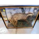 Taxidermy - a cased Badger, COLLECT ONLY.