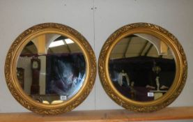 A pair of good quality gilt framed circular mirrors. COLLECT ONLY.