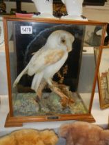 Taxidermy - a cased bard owl, COLLECT ONLY.