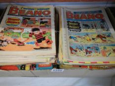A large quantity of old Beano comics.