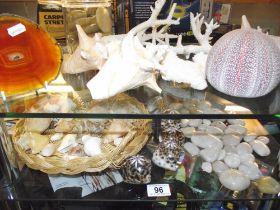 A quantity of shells, coral, pebble stones etc