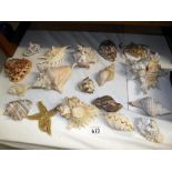 A good lot of sea shells