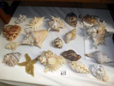 A good lot of sea shells