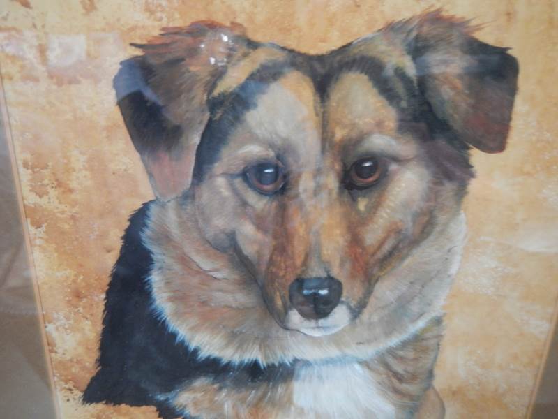 A framed and glazed watercolour of a dog, COLLECT ONLY. - Image 2 of 2