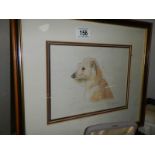 A framed and glazed study of a Terrier signed M Lilley 2000, COLLECT ONLY.