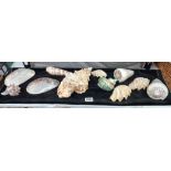 A beautiful lot of seashells, includes 2 polished pearl double sided clams 16cm x 10cm approx.