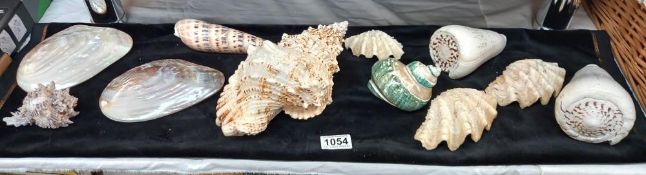 A beautiful lot of seashells, includes 2 polished pearl double sided clams 16cm x 10cm approx.