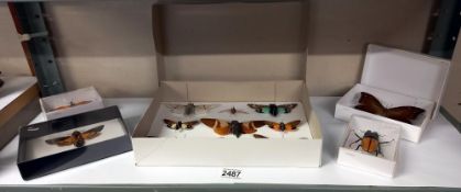 A quantity of taxidermy world Cicada's, Death Head hawk moth & beetle etc.