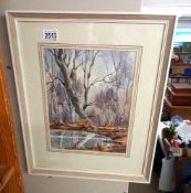 A mid 20th century framed and glazed watercolour painting of swamp woods, COLLECT ONLY.