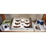 Taxidermy world cicada's. water scorpion & brown velvet cricket etc.