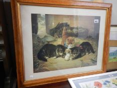 A framed and glazed print featuring kittens, COLLECT ONLY.