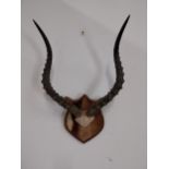 Early 20th C. set of Gazelle antlers mounted on an oak plaque {60cm H x 40cm W x 20cm D}