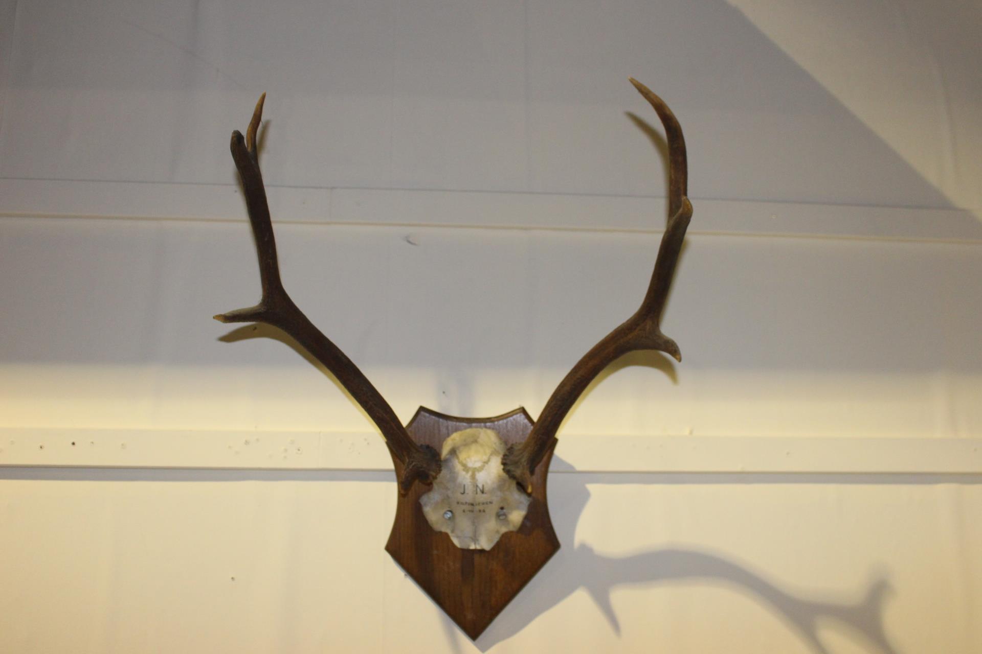 Set of Stag antlers mounted on oak plaque J.N. Kilfinchen 6 - 10 - 86 {60 cm H x 47 cm W x 40 cm