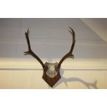 Set of Stag antlers mounted on oak plaque J.N. Kilfinchen 6 - 10 - 86 {60 cm H x 47 cm W x 40 cm