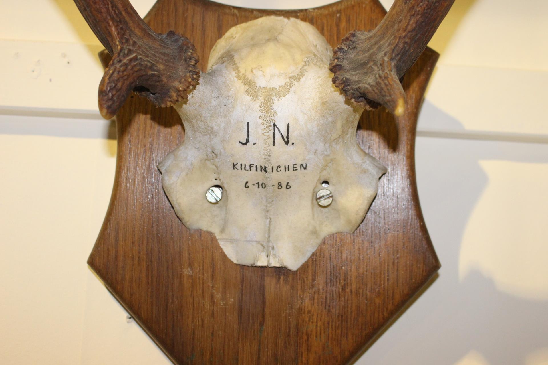 Set of Stag antlers mounted on oak plaque J.N. Kilfinchen 6 - 10 - 86 {60 cm H x 47 cm W x 40 cm - Image 2 of 2