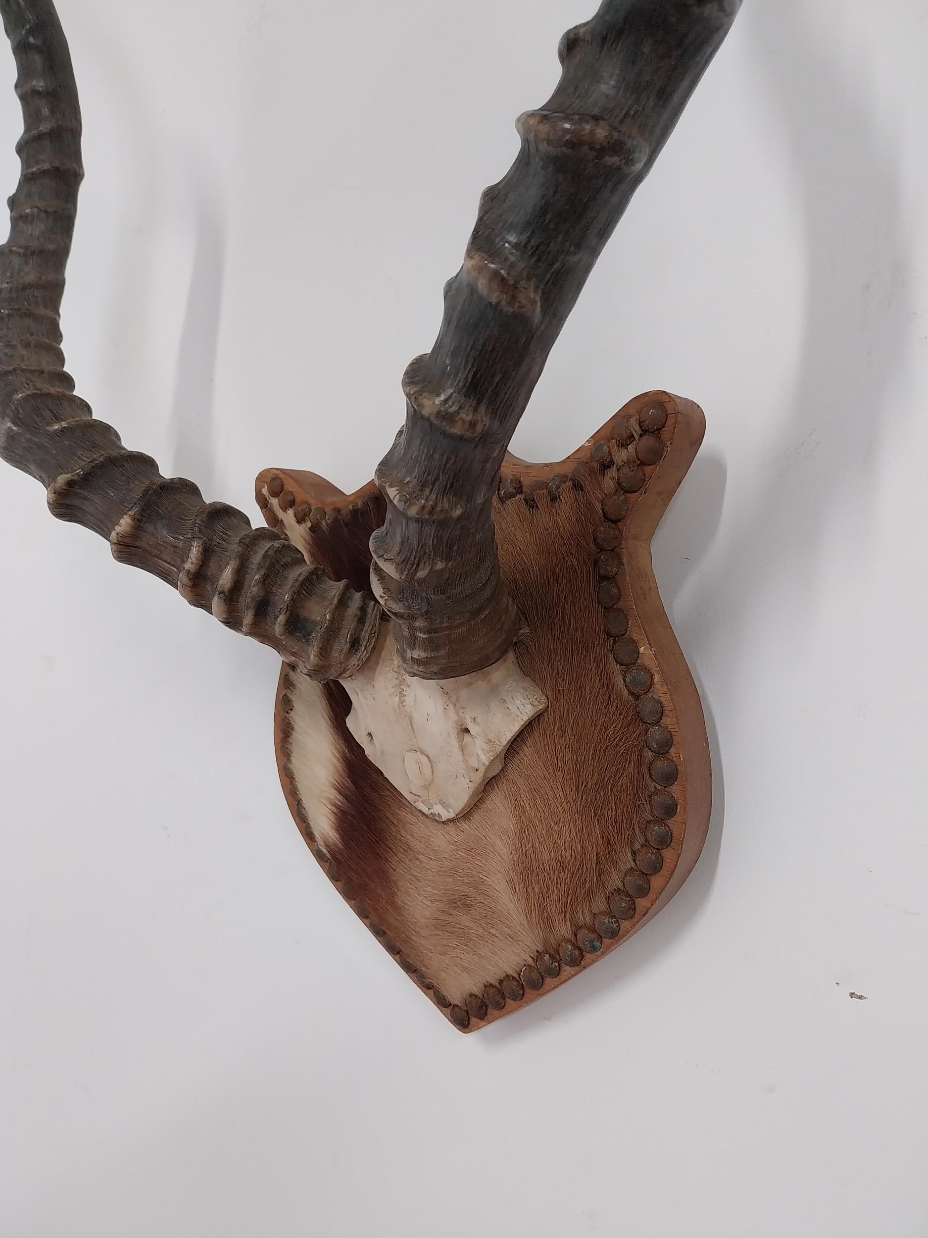 Early 20th C. set of Gazelle antlers mounted on an oak plaque {60cm H x 40cm W x 20cm D} - Image 3 of 3