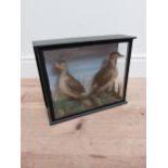 Early 20th C. taxidermy of two wading birds mounted in case {29 cm H x 36 cm W x 12 cm D }.