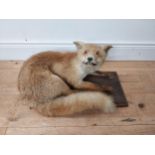 19th C. taxidermy fox mounted on an oak plinth {32cm H x 54 cm W x 34cm D}