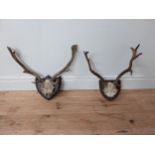 Two sets of deer antlers mounted on shields {46cm H x 40cm W x 20 cm D}