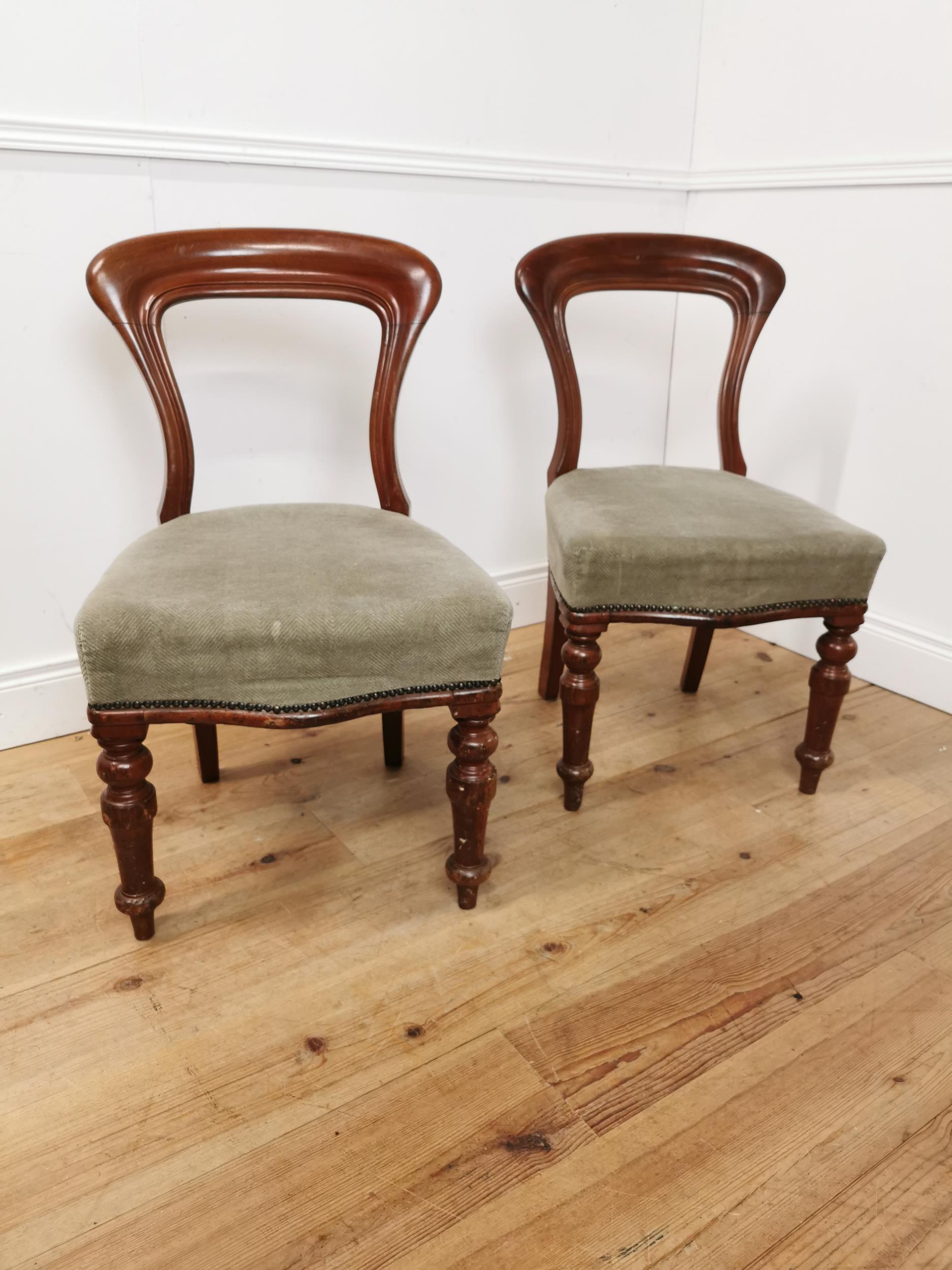 Pair of 19th. C. mahogany spoon backed dining chairs with upholstered seats raised on turned