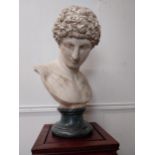 19th C. Grand Tour plaster bust of Antoninus {61 cm H x 37 cm W x 34 cm D}.