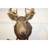 Taxidermy deer's head mounted on an oak coat rack {90 cm H x 60 cm W x 46 cm D}.