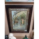 Wild Woodbine cigarettes framed pictorial advertising show card {59 cm H x 47 cm W}.