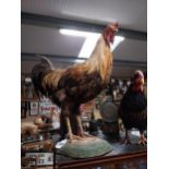 Taxidermy Rooster on plinth {59 cm H x 44 cm W}.