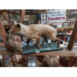 Taxidermy fox with chicken in mouth on wooden plinth. {39 cm H x 95 cm W x 21 cm D]