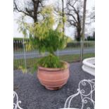 Pair of large moulded terracotta lemon tree pots. {74 cm H x 100 cm Diam} (Tree not included in