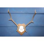 Antlers mounted on a wooden plaque ( JN Killiecronan) {H 63cm x W 64cm x D 30cm}.