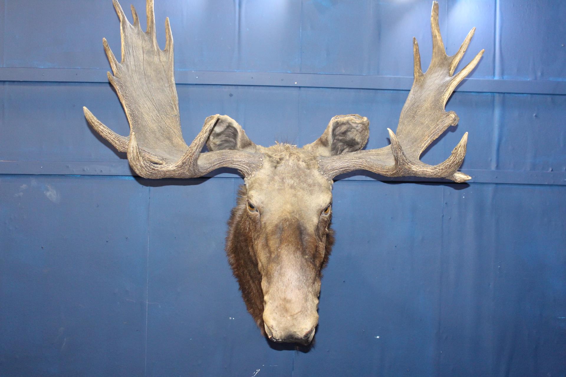 Taxidermy Moose head {H 115cm x W 60cm x D 58cm}. - Image 2 of 4