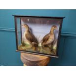 Early 20th C. taxidermy of two wading birds mounted in case {29 cm H x 36 cm W x 12 cm D }.