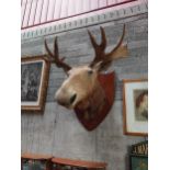 Taxdermy Moose mounted on wooden plinth {106 cm H x 95 cm W x 92 cm D}.