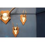 Pair of antlers mounted on wooden plaque {H 26cm x W 14cm x D 19cm}.