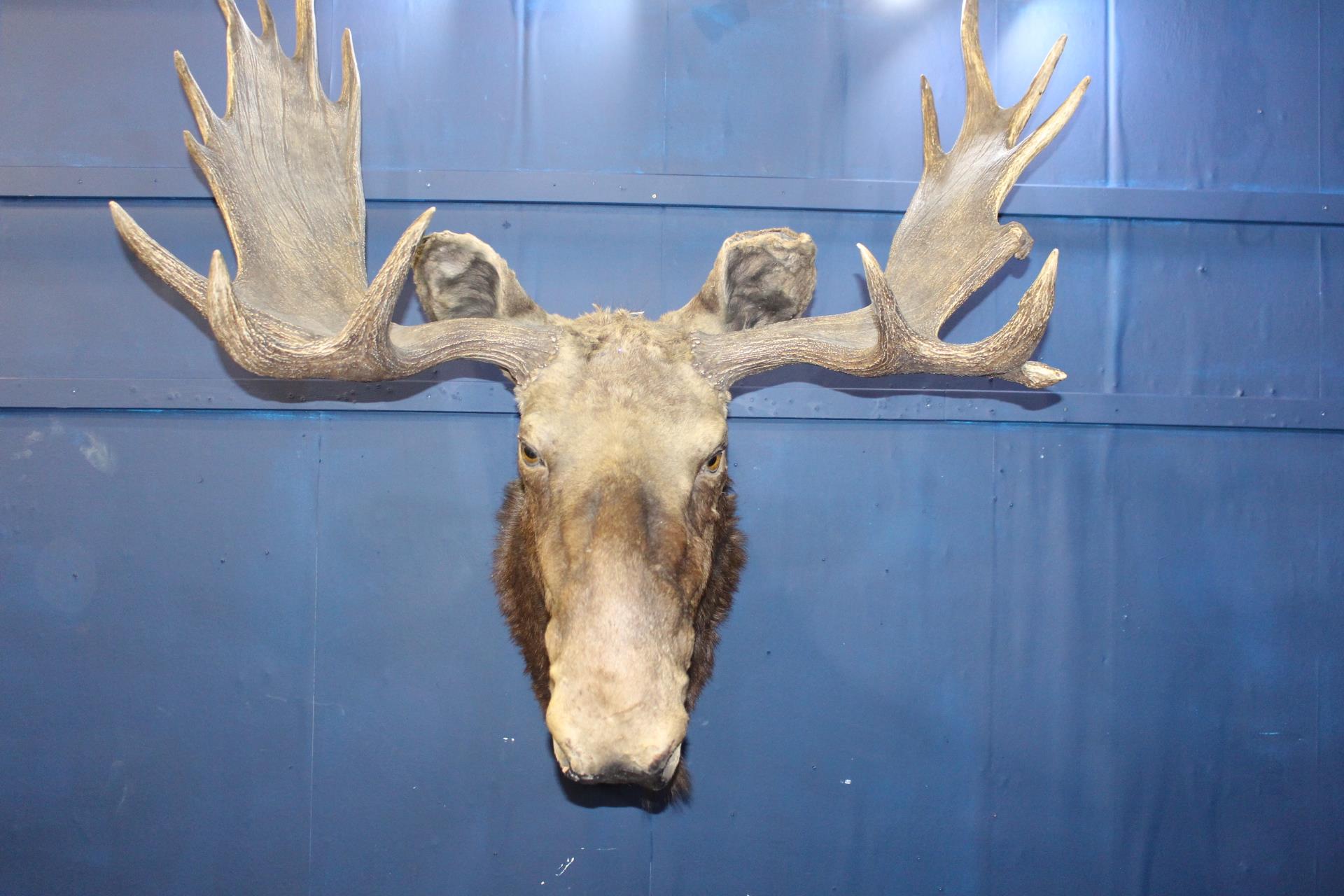 Taxidermy Moose head {H 115cm x W 60cm x D 58cm}.