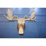Taxidermy Moose head {H 115cm x W 60cm x D 58cm}.