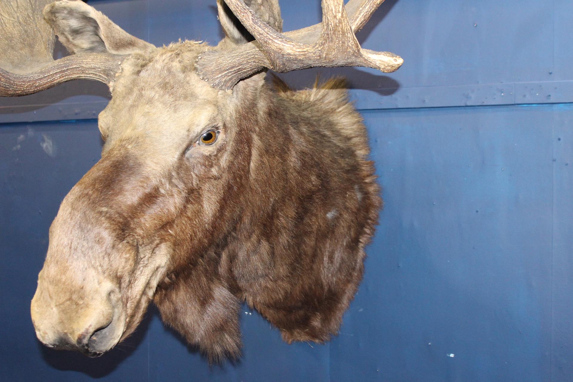 Taxidermy Moose head {H 115cm x W 60cm x D 58cm}. - Image 3 of 4