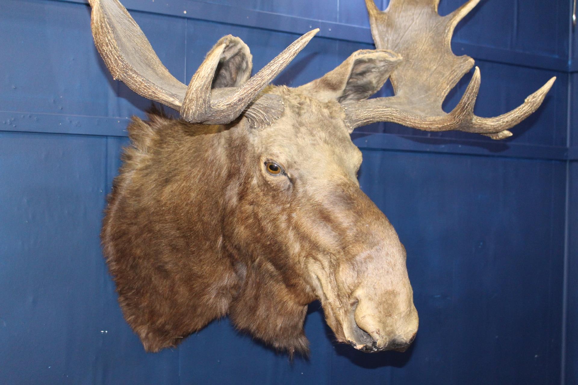 Taxidermy Moose head {H 115cm x W 60cm x D 58cm}. - Image 4 of 4