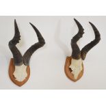 Two taxidermy wall mounted horns and skull on wooden plaques.{30 cm H x 48 cm W}.