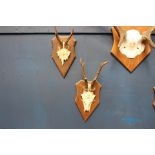 Pair of antlers mounted on wooden plaque {H 26cm x W 14cm x D 19cm}.